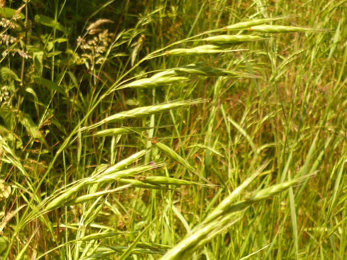 Bromus racemosus (Poaceae)
